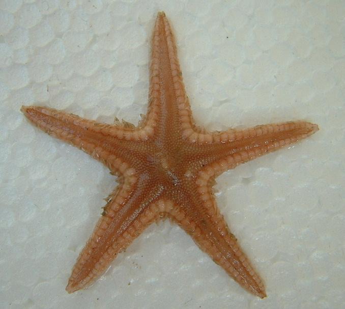 Esemplari pescati di Astropecten irregularis e Tethyaster subinermis